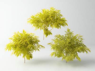 现代景观树